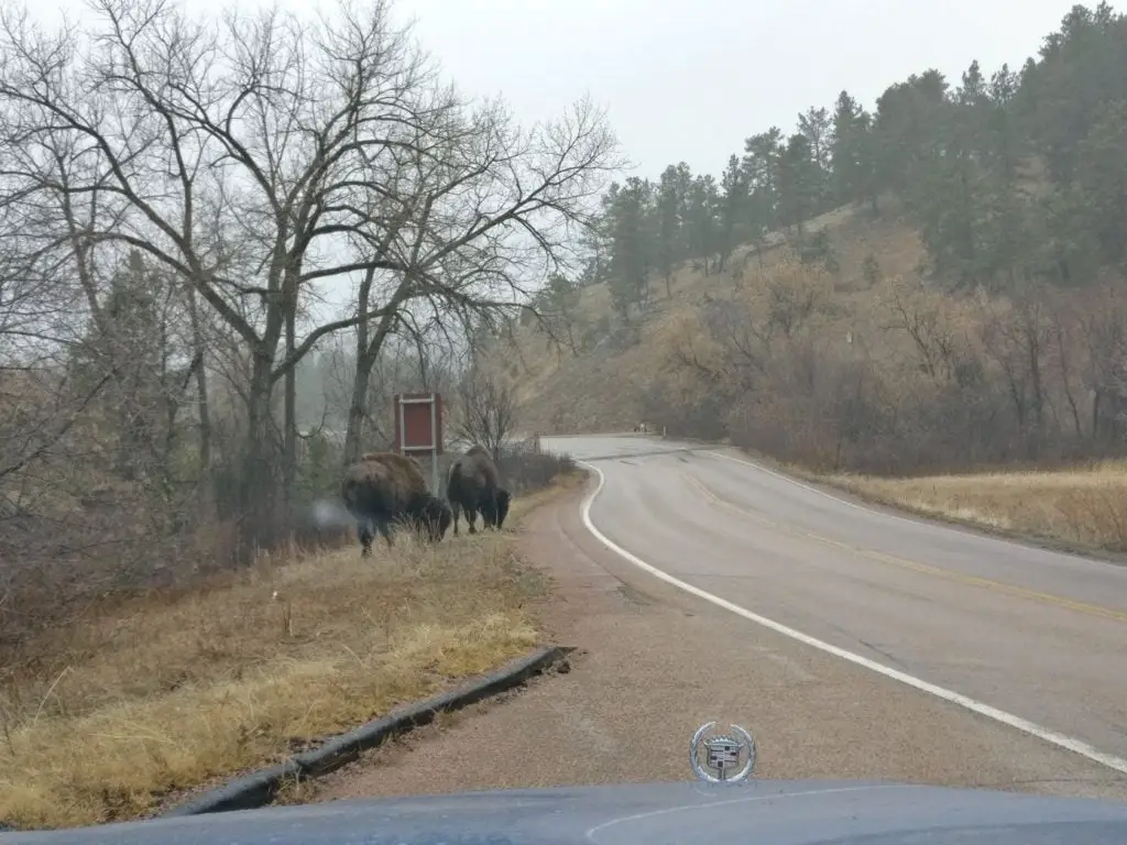 BUFFALOS! Or bisons, as I guess you should call them. They're awesome - kinda like bulkier moose.